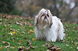 SHIH TZU 100